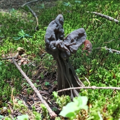 Helvella jocatoi