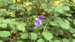 Salvia forskaehlei
