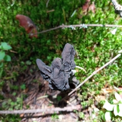 Helvella jocatoi