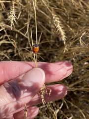 Hippodamia convergens