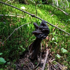 Helvella jocatoi