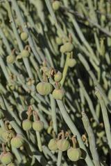 Euphorbia gregaria