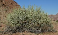 Euphorbia gregaria