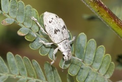 Ericydeus lautus