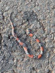 Oxyrhopus guibei