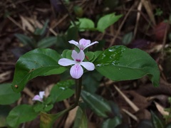Stenandrium mandioccanum