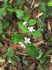 Stenandrium mandioccanum