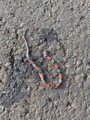 Oxyrhopus guibei