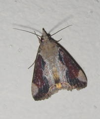 Hypocala rostrata
