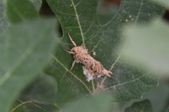 Triodia adriaticus