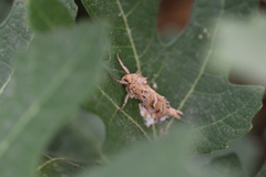 Triodia adriaticus