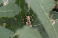 Triodia adriaticus