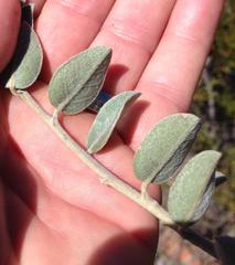 Podalyria burchellii