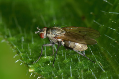 Anthomyia liturata