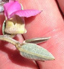 Podalyria burchellii