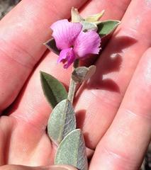 Podalyria burchellii