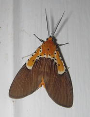 Asota speciosa
