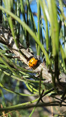 Hippodamia convergens