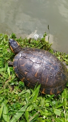 Trachemys dorbigni
