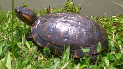Trachemys dorbigni
