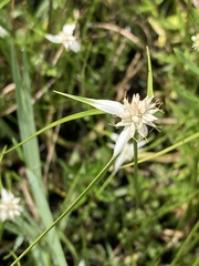 Rhynchospora colorata image