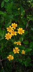 Zaluzania montagnifolia