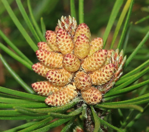 Pinus contorta