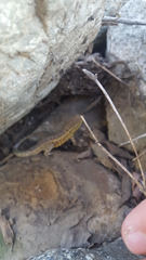 Uta stansburiana elegans