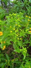 Zaluzania montagnifolia