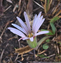 Gerbera natalensis