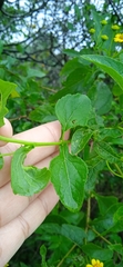 Zaluzania montagnifolia