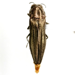 Agrilus obolinus