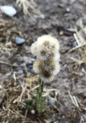 Erigeron bonariensis