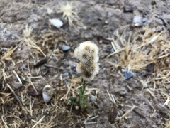 Erigeron bonariensis