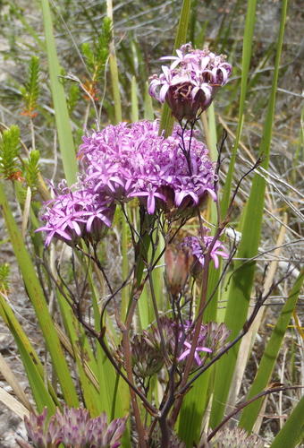 Corymbium glabrum L.