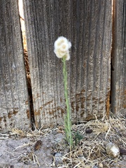 Erigeron bonariensis