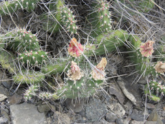 Opuntia fragilis