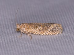 Pelochrista comatulana