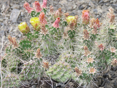 Opuntia fragilis