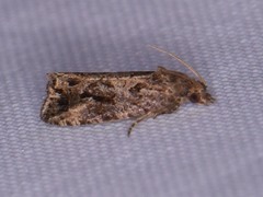 Endothenia nubilana