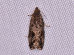 Endothenia nubilana