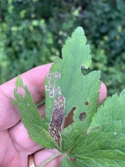 Phytomyza canadensis