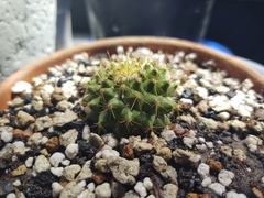 Mammillaria marksiana