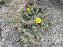 Opuntia fragilis