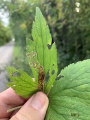 Phytomyza canadensis