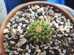 Mammillaria marksiana