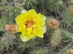 Opuntia fragilis