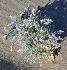 Astragalus lentiginosus micans