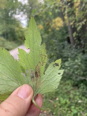 Phytomyza canadensis