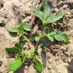 Solanum physalifolium nitidibaccatum